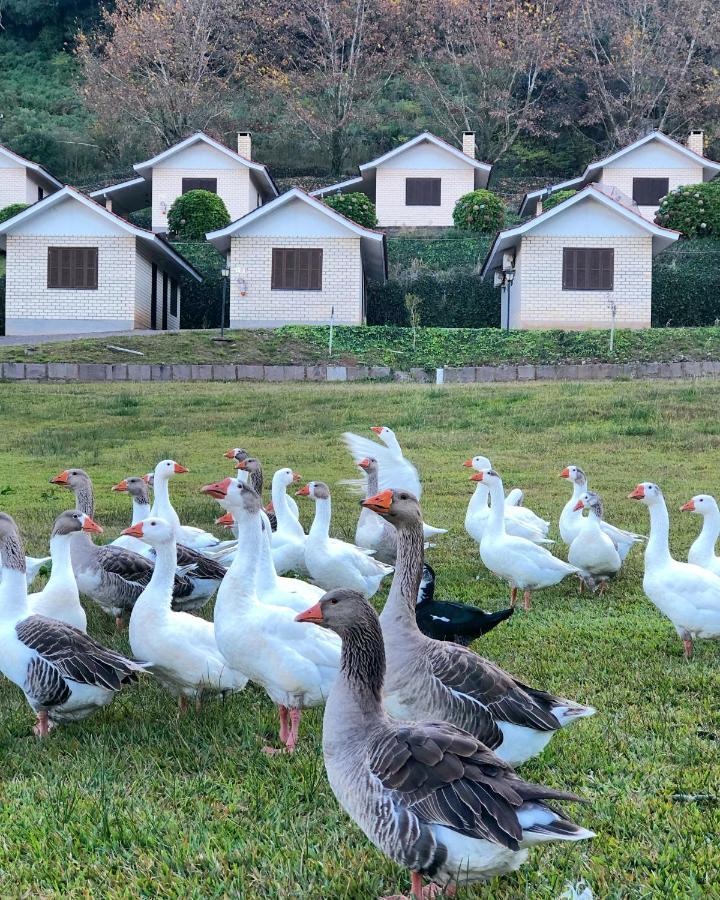 Pousada Parque Das Pitangueiras Flores da Cunha Eksteriør billede